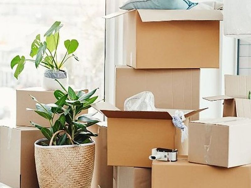Cajas de mudanza apiladas junto a plantas en un salón luminoso, listas para el traslado