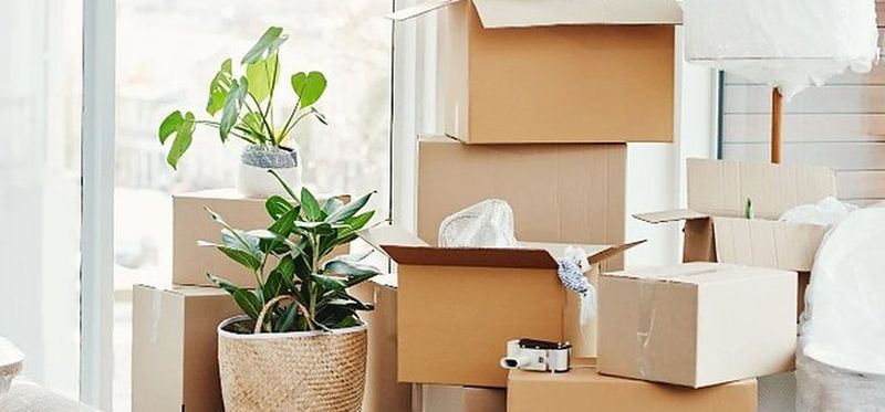 Cajas de mudanza apiladas junto a plantas en un salón luminoso, listas para el traslado