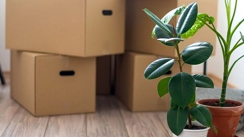 Cajas de mudanza cerradas junto a un ficus en un salón
