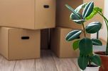 Cajas de mudanza cerradas junto a un ficus en un salón